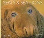 David Miller 26168 - Seals and Sea Lions