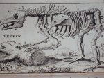 Cornelius van Dyk - Osteologia of nauwkeurige geraamt beschryving van verscheyde dieren Cornelius van Dyk - Osteologia of nauwkeurige geraamt beschryving van verscheyde dieren