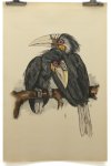 Berend Slyterman - 2 hornbills (rhyticeros plicatus ??) on a branch - Big size old Litho Berend Slyterman - 2 hornbills (rhyticeros plicatus ??) on a branch - Big size old Litho