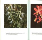 Haber Wolfgang  .. Vertaald door J.A. van Putten - Orchideeen in huis