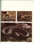 George St George met schitterende foto's en illustraties  & vertaling van Lev Oestinof persagentschap Nowosti , Moskou - Sowjet woestijnen en gebergten .. Uit de serie : De wereld der woeste natuur.