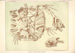 Paul Flanderky 1872-1937. - (DECORATIEVE PRENT,  LITHO - DECORATIVE PRINT, LITHOGRAPH -) # 95 - Skeleton of a turtle ---  Seetiere -- Naturstudien für Kunst u. Kunstgewerbe