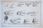Bernard Picart (1673-1733) - [Antique print, etching] Anatomy of a lion’s paw [set title: Receuil de Lions, series A]/De anatomie van de poot van de leeuw, published 1729.