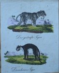 antique print (prent) - Der gestrifte tiger (tijger).