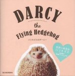 Shota Tsukamoto - Darcy the Flying Hedgehog