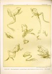 Paul Flanderky 1872-1937. - (DECORATIEVE PRENT,  LITHO - DECORATIVE PRINT, LITHOGRAPH -) # 60-  Frogs no 2----  Seetiere -- Naturstudien für Kunst u. Kunstgewerbe