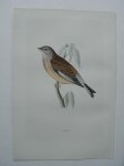 antique print (prent). - Linnet. Antique bird print. (Kneu).