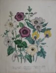 Loudon, Jane Webb - The Ladies' Flower Garden Originele litho Pl 47