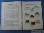 W. Hagelberg [Wolf] - Atlas Manuel Zoologique. Le Règne animal représenté d'après nature dans ses principaux types. (A) Mammifères, Mammmalia. [incomplet]