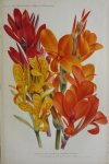 Pannemaeker, P. de - Originele chromolitho  Variétés de canna