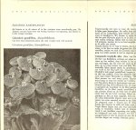 Kromdijk, G. - Onze kamerplanten .. Handleiding voor de huisvrouw bij de verzorging van bloeiende en niet bloeiende planten in huis