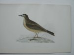 antique bird print. - Rock Pipit. Antique bird print. (Oeverpieper).
