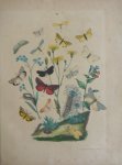 Berge - Originele litho nr. 22 uit Berge`s Schmetterlings-Buch