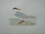 antique print (prent) - Common Tern. Bird print. (Visdief).