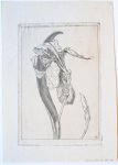 Laurent Verwey van Udenhout (1884-1913) - [Modern prints, etchings] Flowers (two plates) (bloemen), published before 1913.