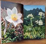 Kohlhaupt, Paula - Alpenbloemen in kleuren
