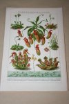  - Antieke kleuren lithografie - Insektenetende planten - circa 1905