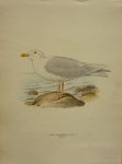 Wright, M. W. und F. von - Larus Hyperboreus Originele litho uit Svenska fåglar