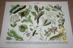  - Antieke kleuren lithografie - Rupsen - circa 1905