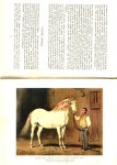  - HORSES of BRITAIN (PAARDEN van ENGELAND) - Lady Wentworth