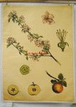 Von Engleder und Prof J. Eichler, gez. von C. Dietricj Botanical / wall chart / Schoolplaat / School Poster / School chart / Teaching chart, poster / schoolkaart - ( SCHOOLPLAAT ) Malus sylvestris)., European wild apple., Wilde appel