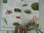 samenstellers - vlinders en andere insecten   bomen en struiken vogels