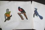Antoine Barraband - Perroquets et oiseaux du paradis; 12 planches en couleurs d'apres des gravures de 1806.