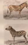 Buffon, M Travies / H. Gobin - handgekleurde gravure zebra en ezel 1880