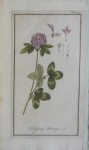 Zorn, J. - Trifolium Pratense Tab. 93 Originele handgekleurde kopergravure