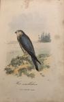 H. Schlegel - De Vogels van Nederland Beschreven en Afgebeeld