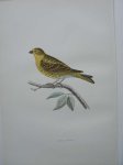 antique bird print. - Serin Finch. Antique bird print.