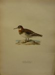 Wright, M. W. und F. von - Lobipes Lobatus Lin. Originele litho uit Svenska fåglar