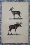 BUFFON et DAUBENTON, - rendier, eland, , 1833, plaat 348