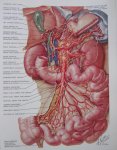 Netter Frank H - Digestive system Part I, II en III