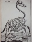 Cornelius van Dyk - Osteologia of nauwkeurige geraamt beschryving van verscheyde dieren Cornelius van Dyk - Osteologia of nauwkeurige geraamt beschryving van verscheyde dieren