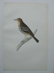 antique bird print. - Tree Pipit. Antique bird print. (Boompieper).