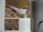 Bardarson Hjalmar R. - Birds of Iceland