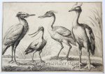 Wenzel Hollar (1606-1677) after Francis Barlow (c.1626-1704) - Antique print, etching | Four wading birds [set: Diversae avium species]/ Watervogels, published 1662, 1 p.