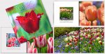 Romijn, Peet - Tulips, images from Holland