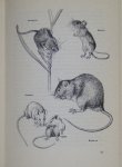 Schwammberger, K. - Kleine zoogdieren : verzorging-huisvesting-voeding