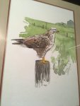 Glimmerveen, Ulco - kunstenaar - Buizerd - originele, gesigneerde aquarel van vogel op een paal in weidelandschap