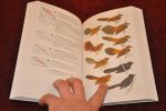 Pratt, Thane K., Beehler, Bruce M. - Birds of New Guinea / Second Edition Pratt, Thane K., Beehler, Bruce M. - Birds of New Guinea / Second Edition