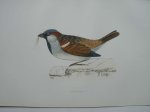 antique bird print. - Sparrow. Antique bird print. (Mus).