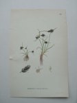 antique print (prent) - Dvargag, cyperus fuscus l. (Bruin cypergras)