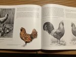 Schippers, Hans L. / Simons, Piet C.M. / Borst, Pieter. - GALLINAS CHICKENS. Historia, arte, razas. History, art, breeds Schippers, Hans L. / Simons, Piet C.M. / Borst, Pieter. - GALLINAS CHICKENS. Historia, arte, razas. History, art, breeds