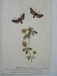 antique print (prent) - De schilddrager, Acronycta megacephala. Het bloeddropje, Zygaena trifolii.