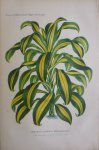 Pannemaeker, P. de - Originele chromolitho  Dracoena aletris massangeana