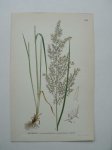 antique print (prent) - Grenror, calamagrostis lanceolata roth.