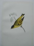 antique bird print. - Siskin. Antique bird print. (Sijs).