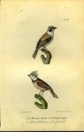 BUFFON et DAUBENTON - Buidelmees / Kuifmees. Uit: Oeuvres complètes de Buffon suivies de ses continuateurs Daubenton, Lacépéde, Cuvier, Duméril, Poiret, lesson et Geoffroy-St-Hillaire